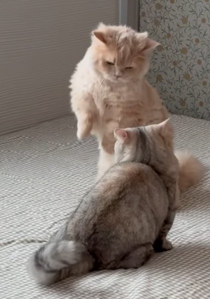 手前の猫はしゃがみ、奥の手のはたったまま睨み合う