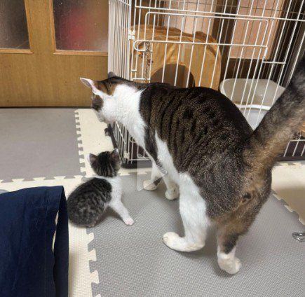 先住猫と保護された子猫