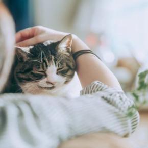 猫が『泣いている飼い主』のそばに寄り添う理由3つ 心配してくれている?やりがちな反応や仕草の意味も