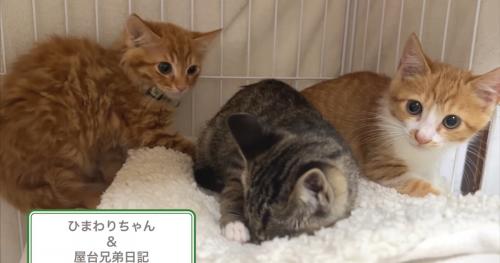 ケージの中にいる3匹の子猫