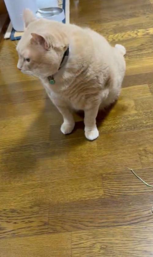 左を向く猫