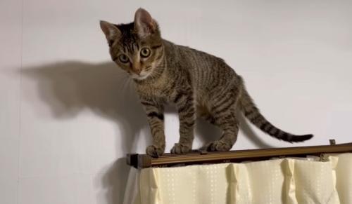 カーテンレールの上の猫