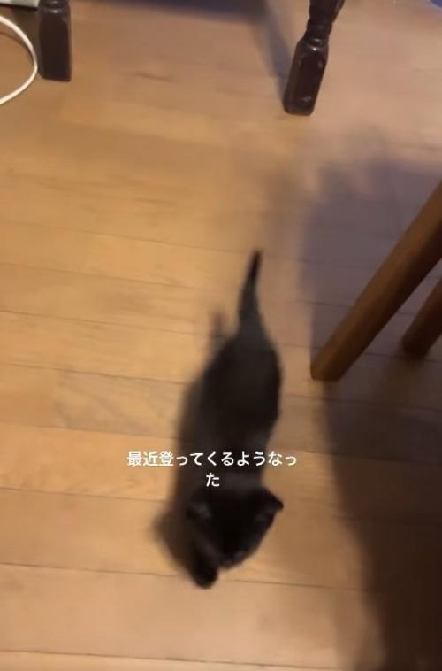 カメラの方向へ歩いてきている黒猫