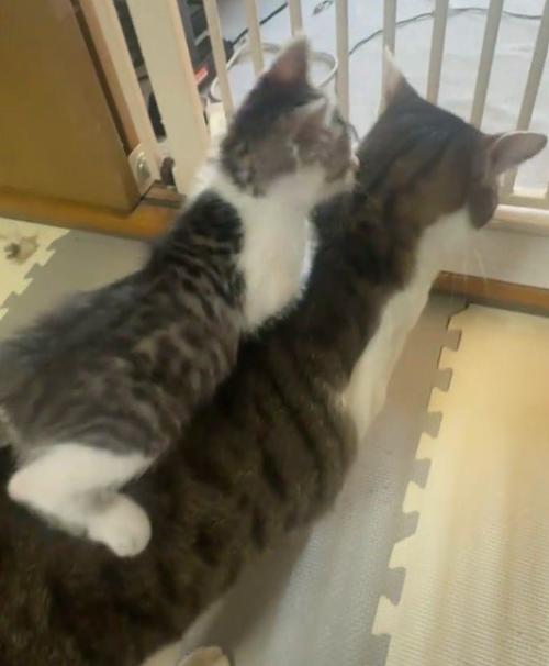 先住猫の背中に乗る子猫