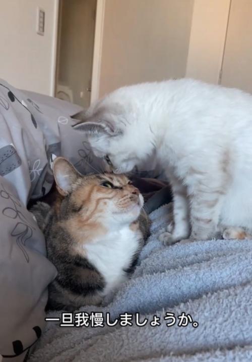顔を近づける子猫