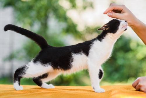 ごきげんな猫