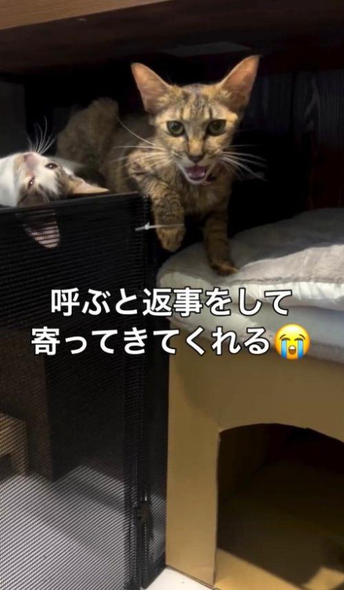 保護直後の母猫