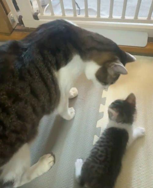 子猫を心配する先住猫