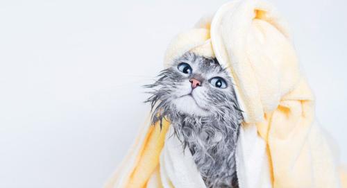 濡れた体を拭かれる猫