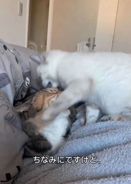 噛み付く子猫