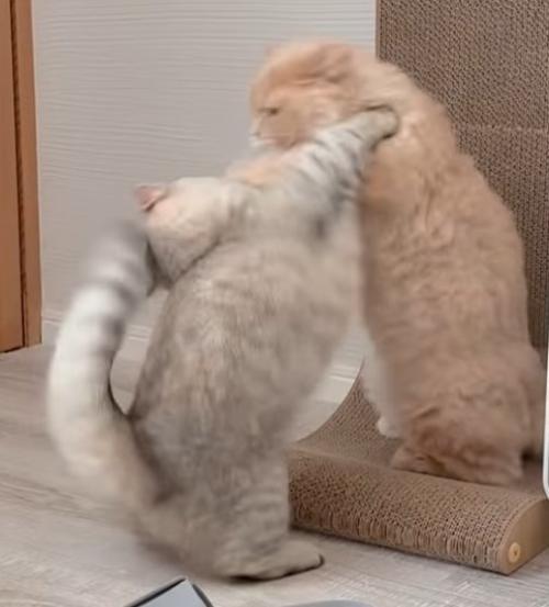2本足で立ちお互い猫パンチを打ち出す