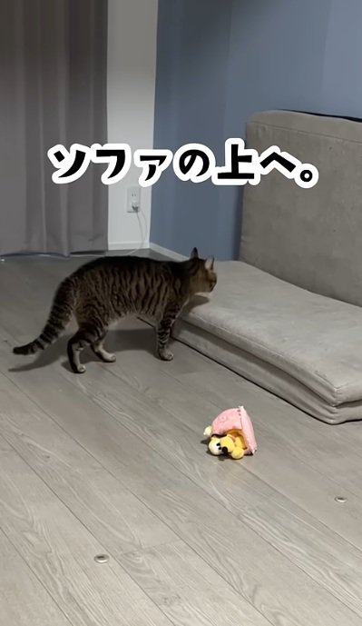 ソファの上に乗る猫