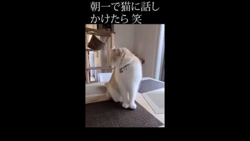 右を向く姿