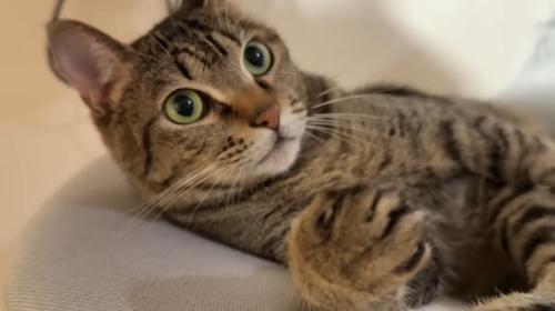 寝転がっている猫