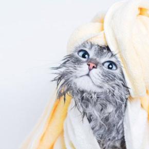 全身が接着剤まみれの子猫を保護 夫を亡くした女性と出会い、懸命な「オイル・マッサージ」を受けて「幸せな家族」になる 米国