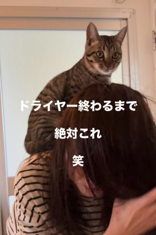 人の背中に座る猫