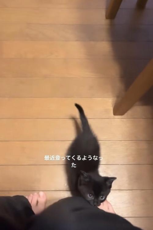 飼い主の足元でカメラを見上げている黒猫