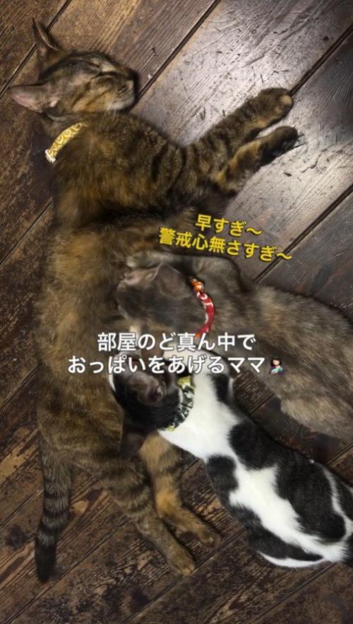 子猫たちに乳を飲ませる母猫