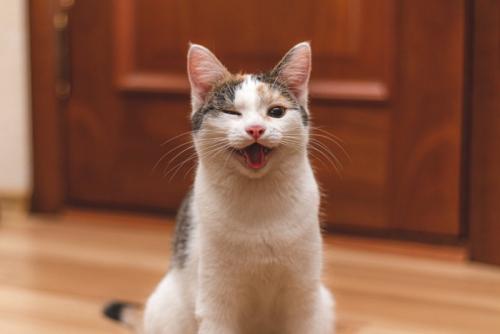 こちらに向かってウィンクする猫