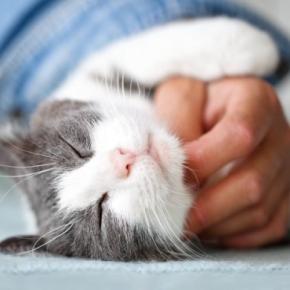 猫があなたに与えてくれる『良い影響』4選 心も体も丈夫になる?幸福度が高まる理由とは