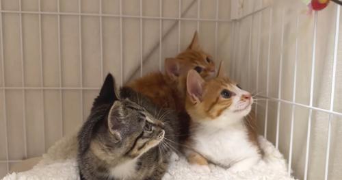 ケージの中にいる3匹の子猫