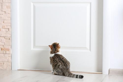 扉を見つめている猫