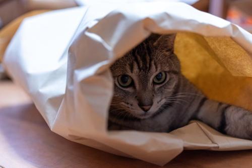 紙袋の中にいるサバトラ猫