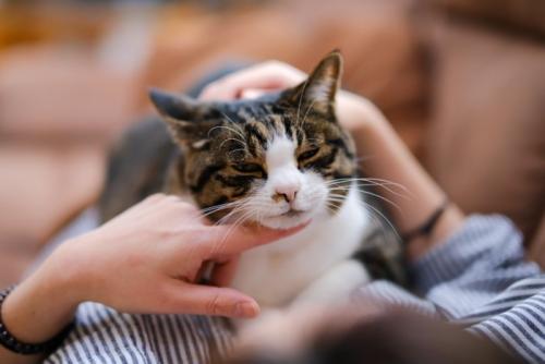 猫とのスキンシップ