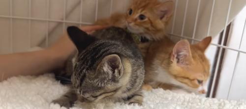 ケージの中にいる3匹の子猫