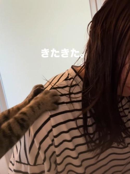 人の肩に乗った猫の前足