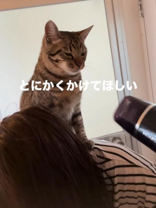ドライヤーを向けられる猫
