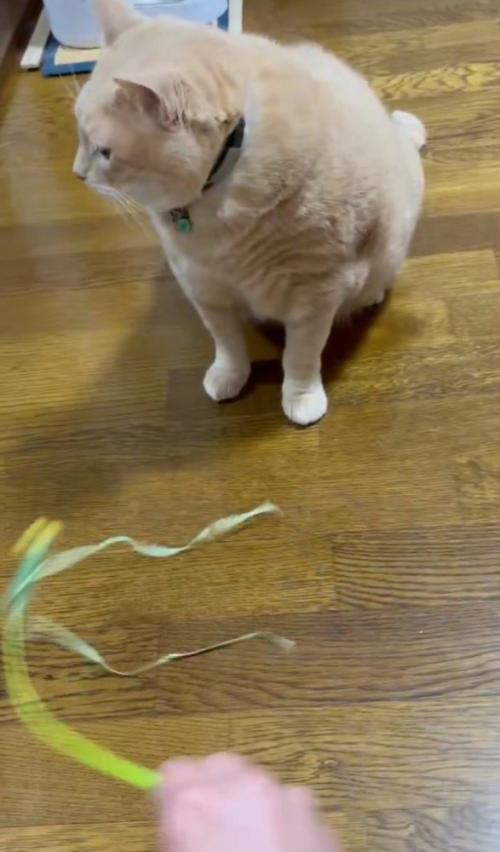 左を向く猫とおもちゃ