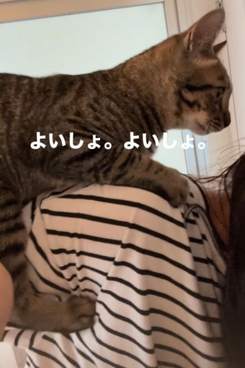 人の肩によじ登る猫