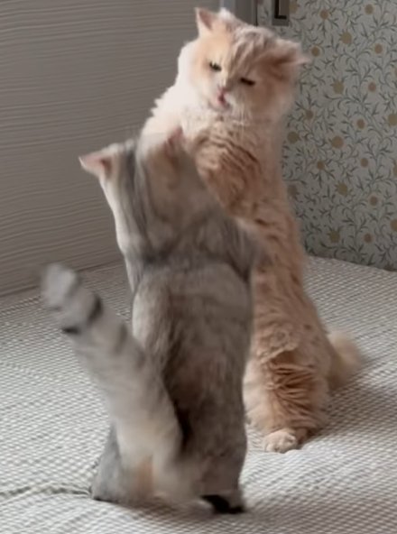 手前の猫が尻尾を上にあげて取っ組み合う2匹の猫