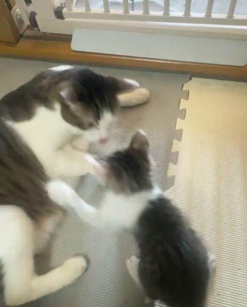 先住猫に飛び掛かる子猫