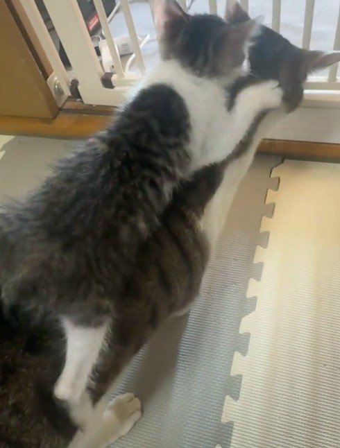 先住猫の頭をわしゃわしゃする子猫