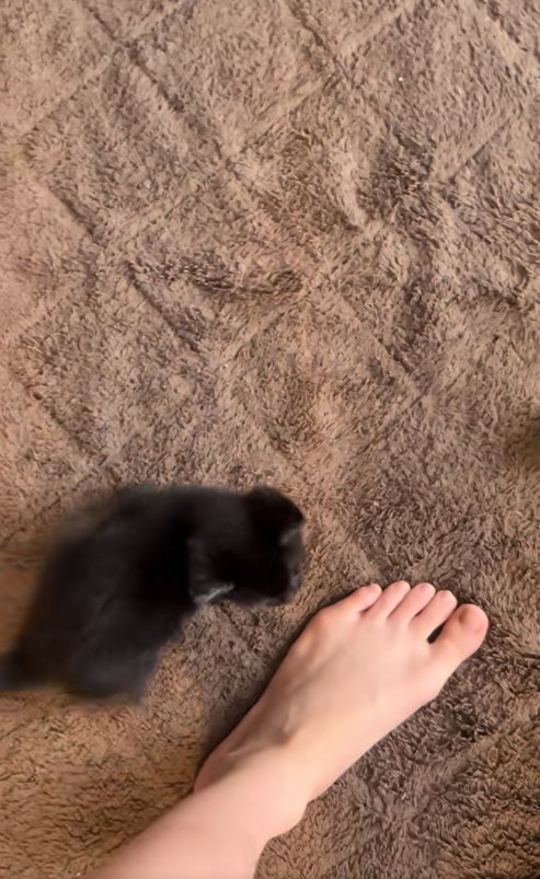 裸足の飼い主の横にいる黒猫