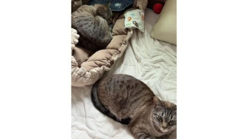 室内にいる猫