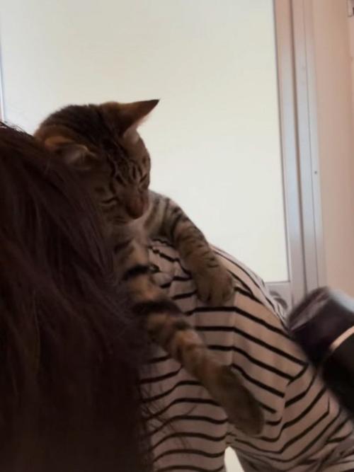 ドライヤーを見ている猫