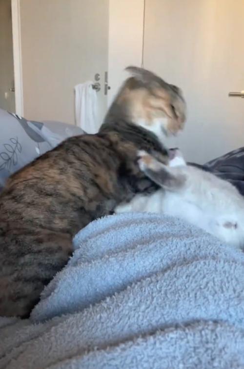 子猫を叱る先輩猫