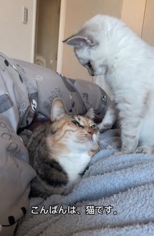 見上げる先輩猫
