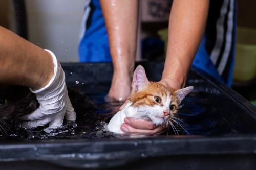浴槽につかって洗浄される猫