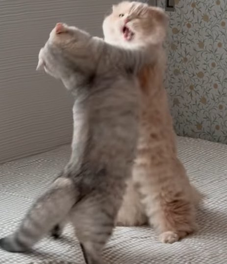 手前の猫が顔を左に曲げ取っ組み合う