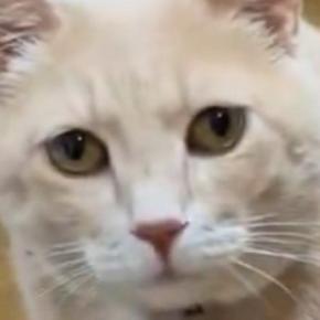 猫の『お気に入りのおもちゃ』で遊ぼうとしたら…『まさかの反応』に爆笑の声続出「何してんの？みたいな顔」「かわいいｗ」と３万いいね