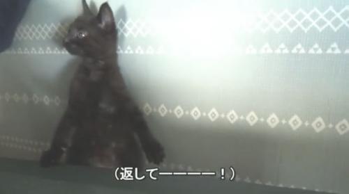 ソファからひょこっ