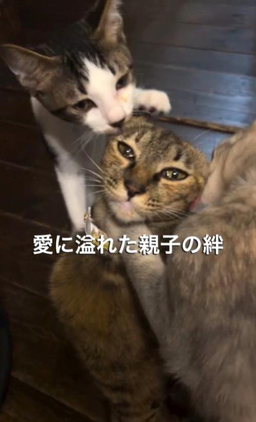 子猫たちになめられる母猫