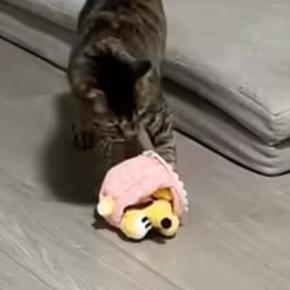 おもちゃで遊んでいた猫→突然ソファの上に移動したと思ったら…『予想外の行動』に「オンオフが激しいw」「可愛すぎるw」と36万再生