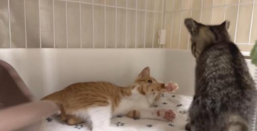 取っ組み合いをしている2匹の子猫