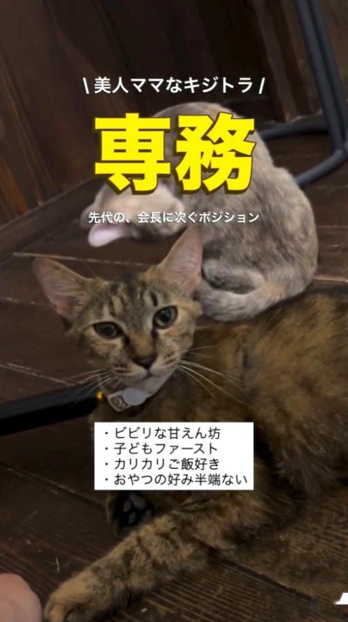 命名時の頃の母猫