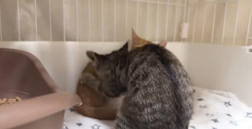 取っ組み合いをしている2匹の子猫